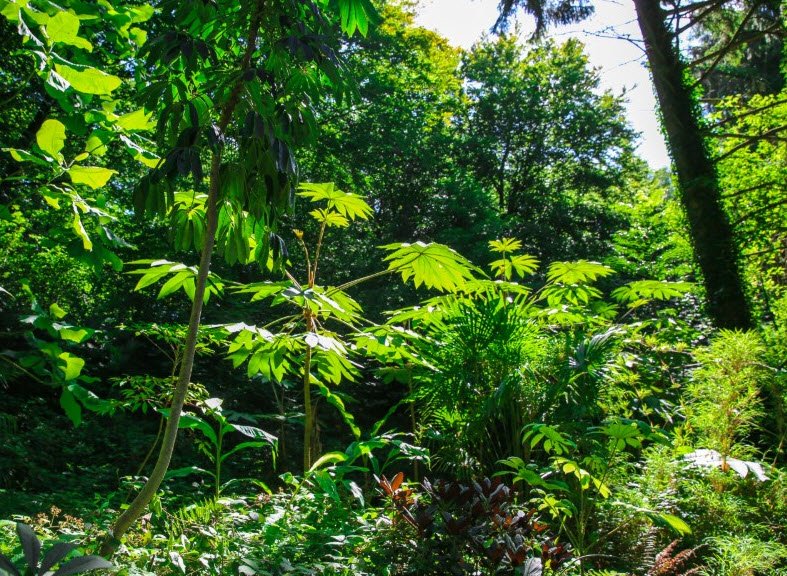 Jungle Garden, Eu, France, France